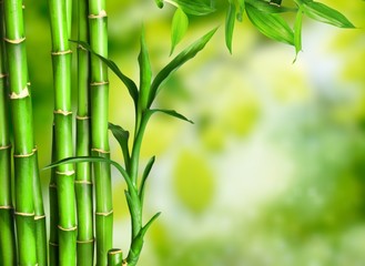 Obraz na płótnie Canvas Many bamboo stalks on green background