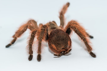 Tarantula Grammostola porteri isolated on white background