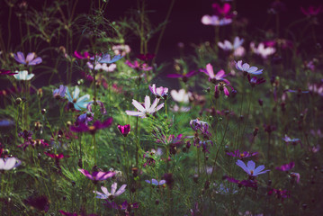 Background from tender soft pink beautiful flowers in green grass, floral natural vintage hipster image