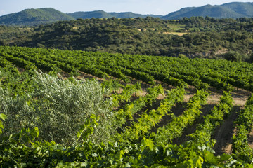 Fototapeta na wymiar Vineyards in Somontano region in Spain