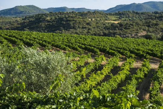 Vineyards in Somontano region in Spain