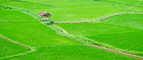 Natural view of rice fields in Nan province, Thailand