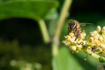 bee snack time