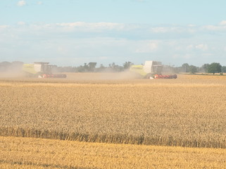 Fototapeta premium Wheat Harvesting with Combine Harvesters