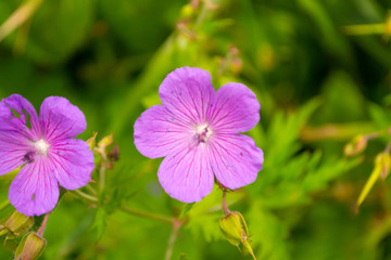 View from close range on azalea purple pink