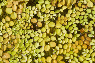 Schwimmfarn in einem Miniteich