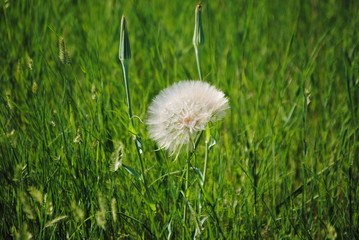 Dandelion