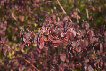 Cornus sanguinea