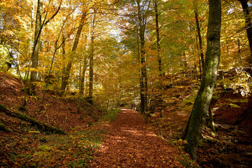 Durch einen idyllischen Herbstwald mit bunten Blättern