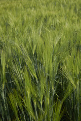 Obraz premium Hordeum vulgare