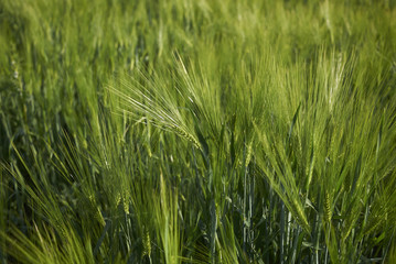 Fototapeta premium Hordeum vulgare