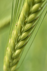 Hordeum vulgare