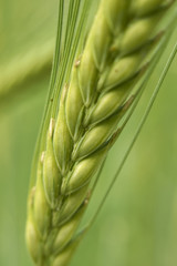 Hordeum vulgare