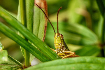 Macro of a grasshopper.