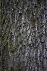 Juglans nigra bark