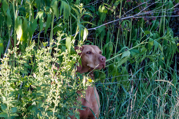 Obraz premium Vizsla Face in flower bed