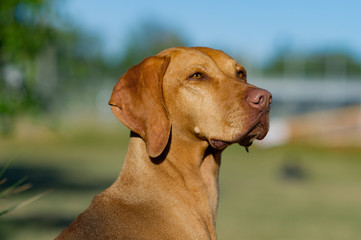 Vizsla Face Closeup