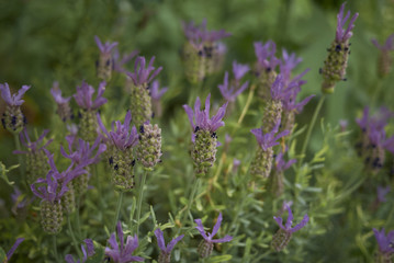 Lavandula stoechas