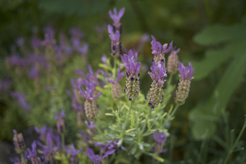 Obraz premium Lavandula stoechas