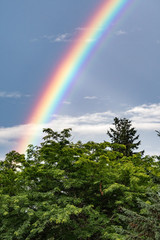 rainbow in the trees
