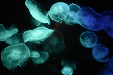 Jellyfishes