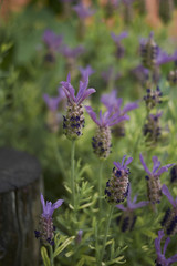 Lavandula stoechas