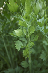 Levisticum officinale