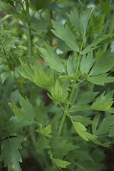 Obraz premium Levisticum officinale