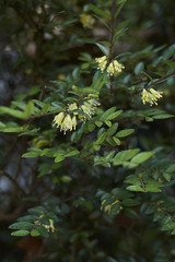 Lonicera nitida