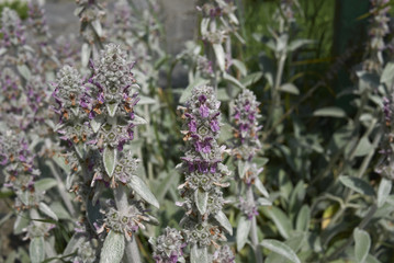 Stachys byzantina