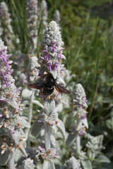 Stachys byzantina