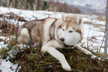 Portrait of attentive beige and white husky dog. Image of prideful Siberian husky lying on the hill