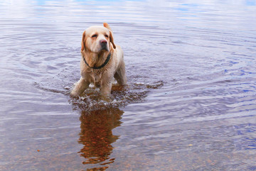 golden labrador retriever walking shallow water in lake, copy space