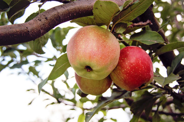 Beautiful Red Idared Apples on tree in garden