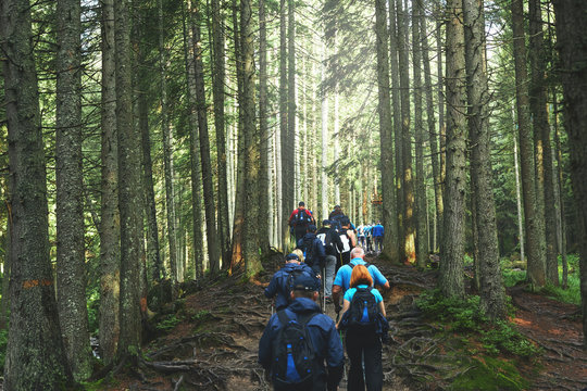 big group of hikers on the mountain trail in the Carpathian forest. teambuilding in the hike, corporate events. Team building outdoor in the forest