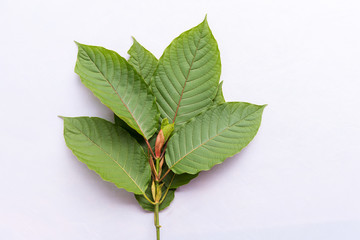 Mitragyna or Kratom leaves on white background