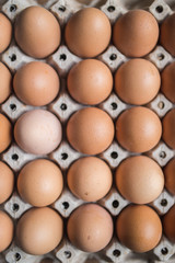 Chicken eggs in the pack with shallow depth of field from top view