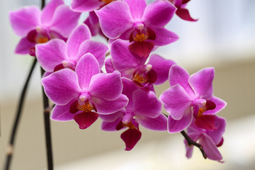 Naklejka na ściany i meble Beautiful purple orchid flowers