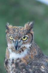 Owl staring down