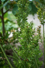 Butcher's-broom, Ruscus aculeatus, close up view