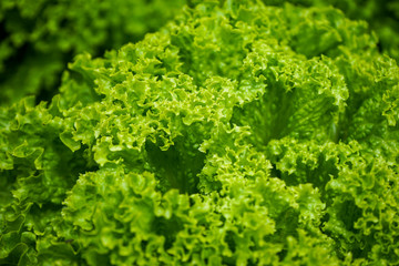 Fototapeta na wymiar fresh green lettuce leaves for salad, lactuca sativa