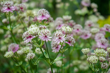 Great masterwort flowers,. Astrantia major, blooming in a garden