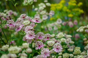 Great masterwort flowers,. Astrantia major, blooming in a garden