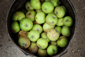 Green Putrid Rotten Apples  in the bucket