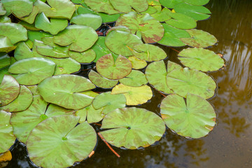 Lily pads on the water surface of a pond