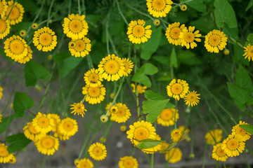 Marguerite Daisy Yellow Flower, Anthemis Tinctoria Kelwayi