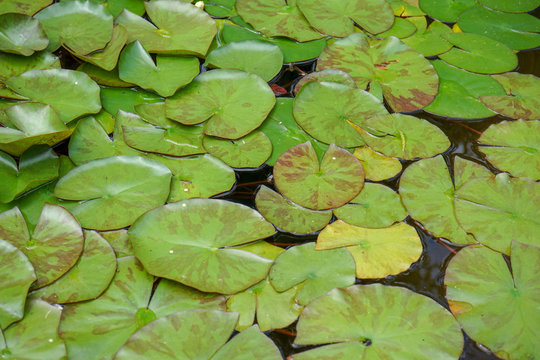 Lily pads on the water surface of a pond