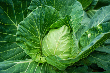 Fototapeta na wymiar organic cabbage salad head, brassica olearaceae