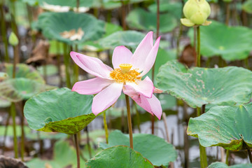 Pink lotus flower in pond