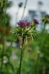 Pink flower bud blooming in field, Tussilago farfara